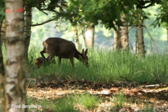 roe deer goat with calf/ ree geit met kalf (Capreolus capreolus)