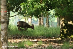 roe deer goat with calf/ ree geit met kalf (Capreolus capreolus)