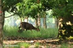 roe deer goat with calf/ ree geit met kalf (Capreolus capreolus)