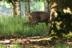 roe deer goat with calf/ ree geit met kalf (Capreolus capreolus)