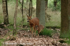 roe deer goat with calf/ ree geit met kalf (Capreolus capreolus)