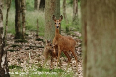 roe deer goat with calf/ ree geit met kalf (Capreolus capreolus)