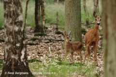 roe deer goat with calf/ ree geit met kalf (Capreolus capreolus)