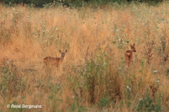 roe deer goat with calf/ ree geit met kalf (Capreolus capreolus)