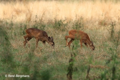 roe deer calfs / ree kalven (Capreolus capreolus)