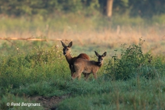 roe deer goat with calf/ ree geit met kalf (Capreolus capreolus)