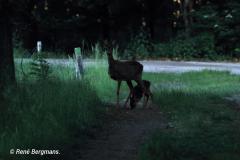 roe deer goat with calf/ ree geit met kalf (Capreolus capreolus)