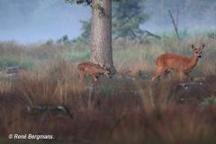 roe deer goat with calf/ ree geit met kalf (Capreolus capreolus)