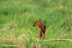 roe deer calf / ree kalf (Capreolus capreolus)