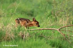 roe deer calf / ree kalf (Capreolus capreolus)