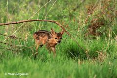 roe deer calf / ree kalf (Capreolus capreolus)