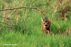 roe deer calf / ree kalf (Capreolus capreolus)