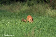 roe deer calf / ree kalf (Capreolus capreolus)