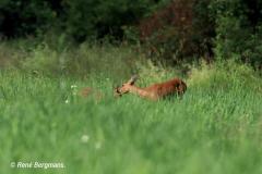 roe deer calf / ree kalf (Capreolus capreolus)