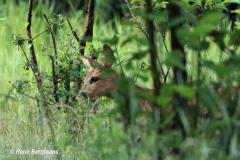 roe deer calf / ree kalf (Capreolus capreolus)