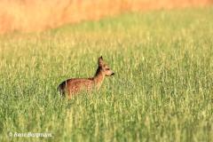 roe deer / ree (Capreolus capreolus)