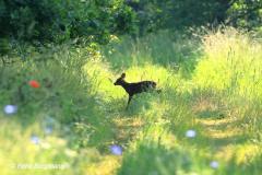 roe deer / ree (Capreolus capreolus)