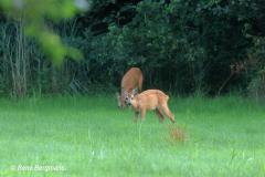 roe deer / ree (Capreolus capreolus)