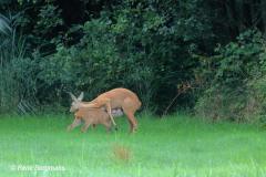 roe deer / ree (Capreolus capreolus)