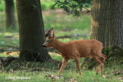 Roe deer galleries