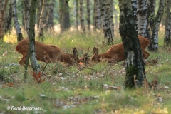 Roe deer rut (mating season