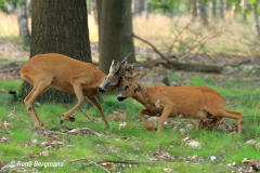 Roe deer rut