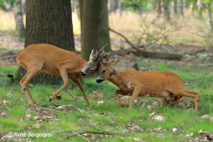 roe deer / ree (Capreolus capreolus)