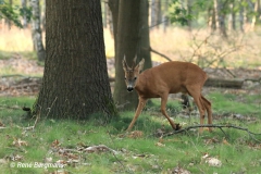 Roe deer rut, opponent 2