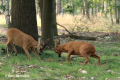 Roe deer rut