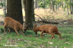 roe deer / ree (Capreolus capreolus)