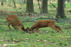 Roe deer rut