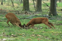 roe deer / ree (Capreolus capreolus)