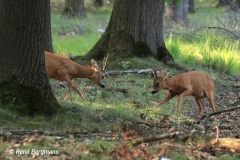 Roe deer rut