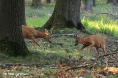 roe deer / ree (Capreolus capreolus)
