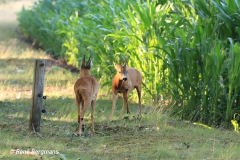 roe deer / ree (Capreolus capreolus)