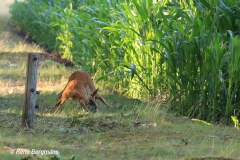 Roe deer rut