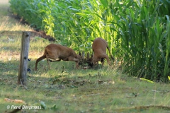 Roe deer rut