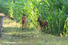 Roe deer rut