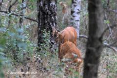 roe deer / ree (Capreolus capreolus)