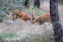 roe deer / ree (Capreolus capreolus)