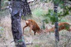 roe deer / ree (Capreolus capreolus)