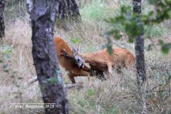 roe deer / ree (Capreolus capreolus)