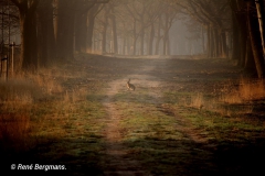 Hare enjoys the early spring sun