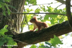 Red squirrel / Eekhoorn
