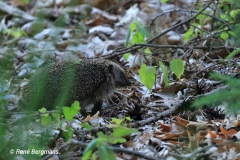 Hedgehog