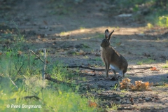 Hare