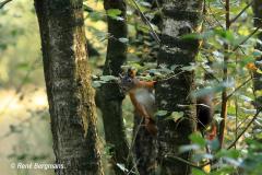 Red squirrel /  Eekhoorn (Sciurus vulgaris)