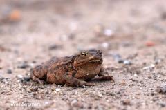 Common Toad / gewone pad (Bufo bufo)