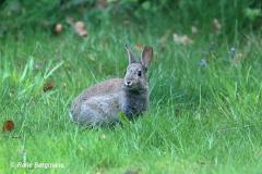 rabbit / konijn (Oryctolagus cuniculus)
