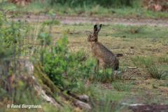 Hare / Haas (Lepus europaeus)
